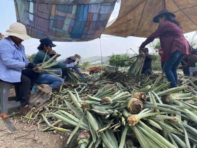 Preparing Espadin agave seedlings for replanting