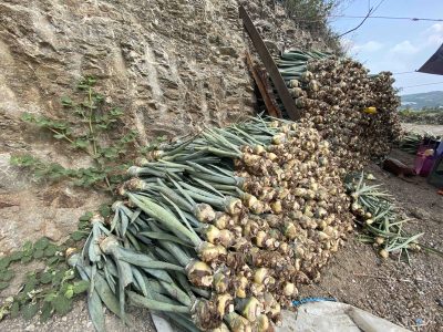 Preparing Espadin agave seedlings for replanting