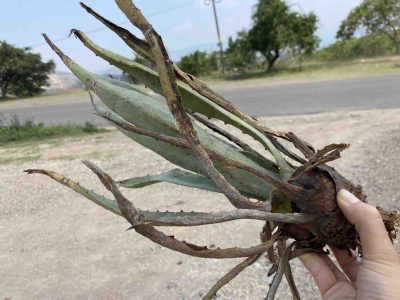 Espadin agave seedling